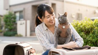 猫の脱走防止に役立つ首輪やハーネスの選び方