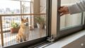 犬の脱走防止策！賃貸でもできる窓や網戸の見直し