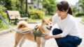 散歩中の犬の脱走防止！安心できる対策と専用グッズ