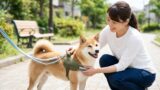 散歩中の犬の脱走防止！安心できる対策と専用グッズ