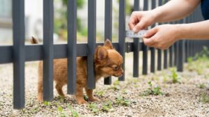 フェンスの狭い隙間（5cm）から頭を出そうとする小型犬（チワワ）の子犬。
