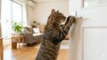 猫がドアを開ける！引き戸・レバー別の防止対策まとめ
