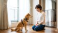 犬の脱走防止とパニック対策！愛犬をパニックで脱走させないために