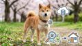 犬の迷子対策の基本！マイクロチップの登録と探し方