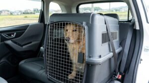 後部座席でシートベルトと固定ベルトを使って、しっかりと固定された頑丈なプラスチック製の犬用ハードクレート２。