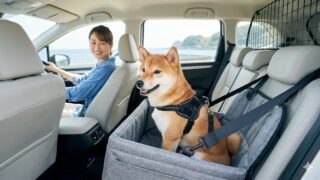 愛犬の車からの脱走防止！安全な乗せ方と必須グッズ