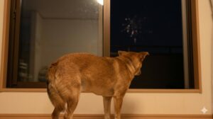 窓に厚手の遮音カーテンが引かれ、薄暗い部屋の隅に置かれた、柔らかい布で覆われた頑丈なクレートの中で、落ち着いて横になる柴犬。室内での犬の安心できる避難場所。