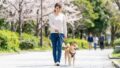 犬の脱走防止を散歩で徹底！安全な散歩グッズとしつけの基本