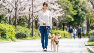 犬の脱走防止を散歩で徹底！安全な散歩グッズとしつけの基本