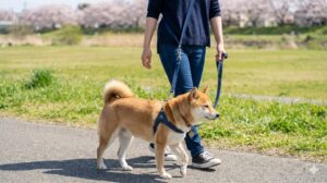 日本の河川敷で、日本人女性が柴犬と散歩している際、万が一のすっぽ抜けに備えて、標準のリードに加えて、体に装着するタイプのショルダーリード（腰掛けリード）を併用している安全な様子。