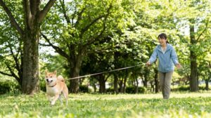 公園でロングリードを使い、飼い主のもとへ嬉しそうに駆け寄る犬