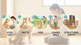 犬の脱走防止に役立つしつけ完全ガイド｜呼び戻し・待て・社会化